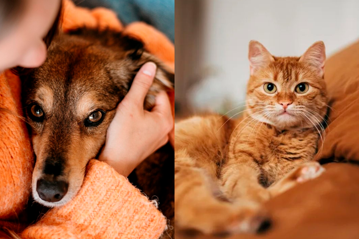 Perros y gatos son los favoritos.
