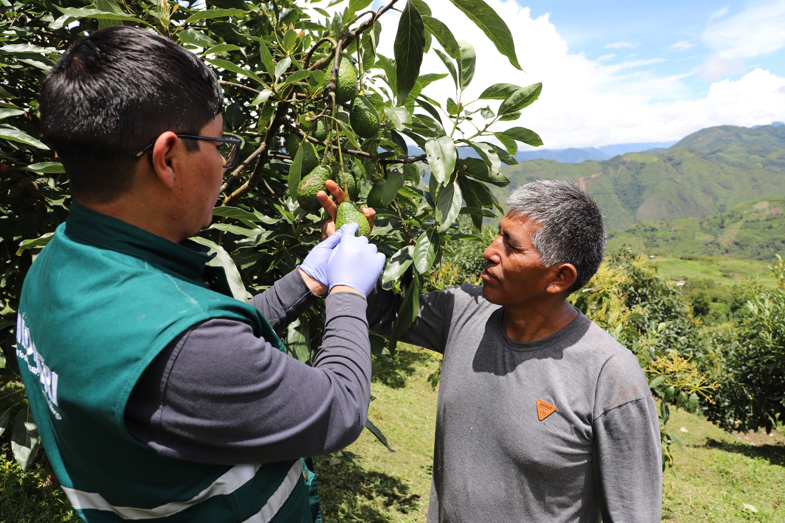Exportación de palta Hass peruana