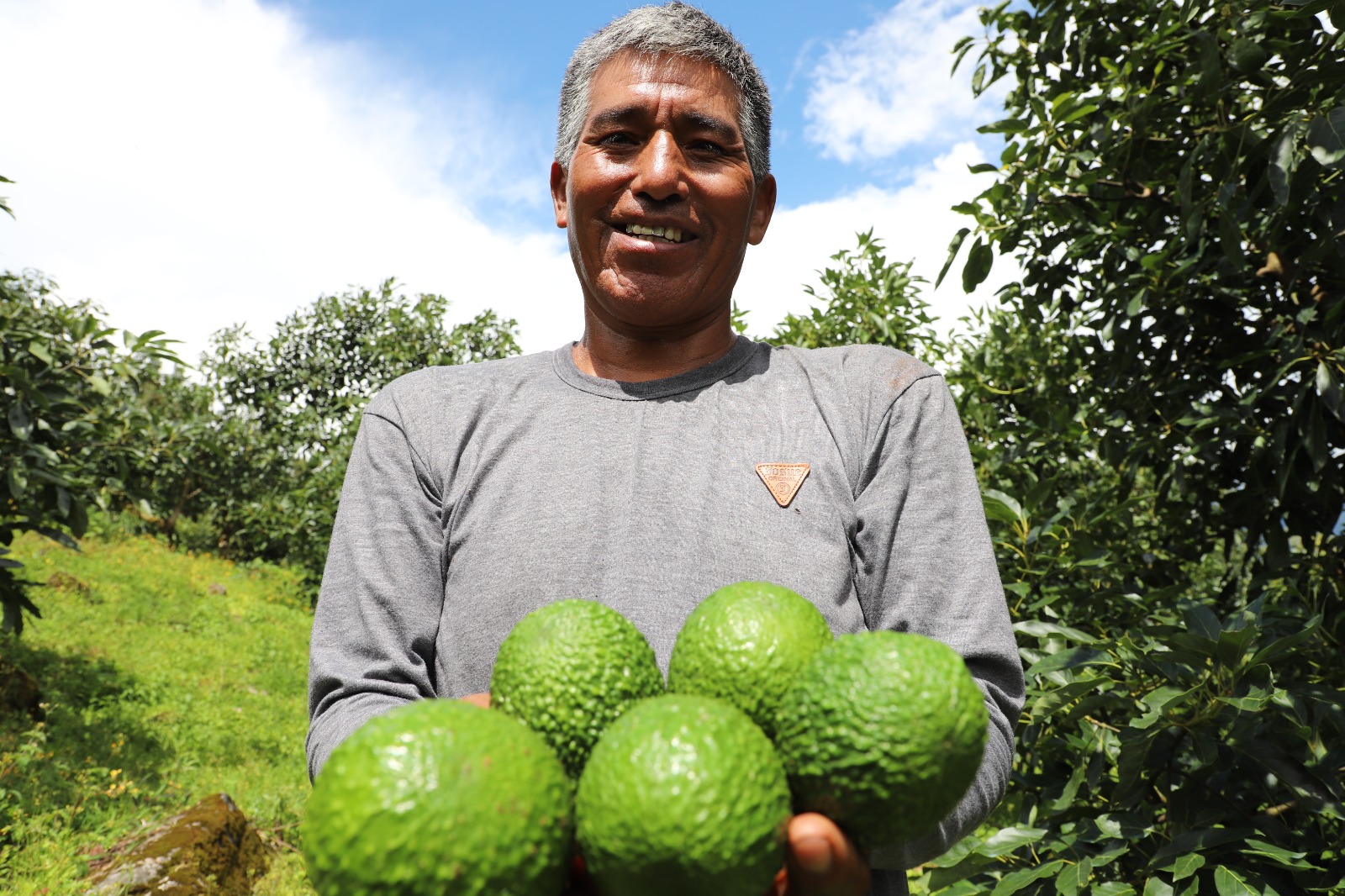 Exportación de palta Hass peruana