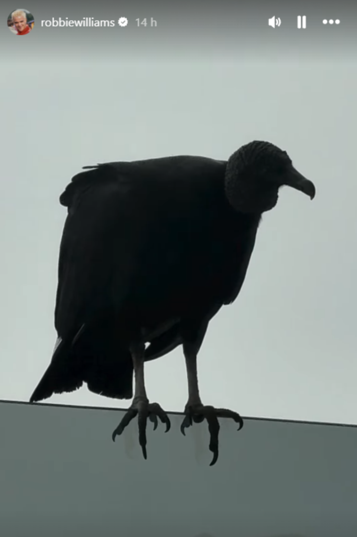 Robbie Williams publica imagen de 'gallinazo' en Lima
