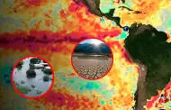 Alerta mundial por El Niño: ONU advierte que fenómeno sería el más fuerte en 40 años