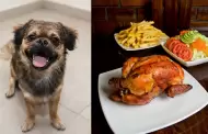 Perro se escapa, devora tres pollos a la brasa y sus due�os terminan pagando S/60