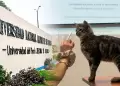 San Marcos: estudiantes denuncian presunto envenenamiento de seis gatos en sede San Fernando