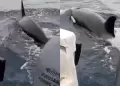 Orcas sorprenden frente a Pucusana: bi�loga explica por qu� estos cet�ceos se acercaron a la costa lime�a