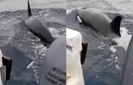 Orcas sorprenden frente a Pucusana: bióloga explica por qué estos cetáceos se acercaron a la costa limeña