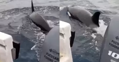 Orcas sorprenden frente a Pucusana
