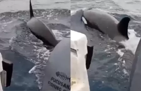 Orcas sorprenden frente a Pucusana