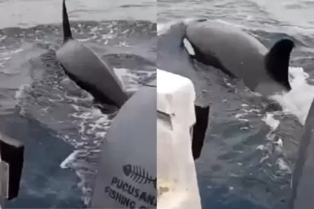 Orcas sorprenden frente a Pucusana