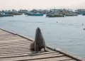 �Vas a ver lobos marinos o ping�inos? Estas son las nuevas reglas de SERFOR para no ponerlos en riesgo