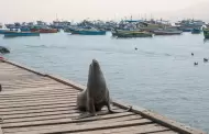 ¿Vas a ver lobos marinos o pingüinos? Estas son las nuevas reglas de SERFOR para no ponerlos en riesgo