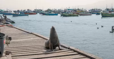 Avistamientos responsables de la fauna silvestre marina