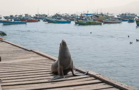 Avistamientos responsables de la fauna silvestre marina