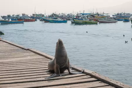 Avistamientos responsables de la fauna silvestre marina