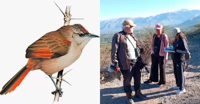 Nueva posible especie espera a ser descrita a detalle.
