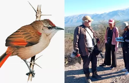 Nueva posible especie espera a ser descrita a detalle.