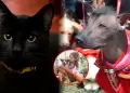 Lo preferidos de la familia: M�s de la mitad de hogares en el Per� tiene al menos una mascota