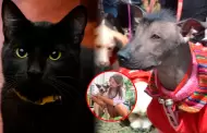 Lo preferidos de la familia: M�s de la mitad de hogares en el Per� tiene al menos una mascota