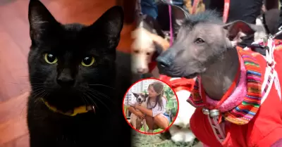 Zonas rurales son las que m�s presencia de mascotas tiene.