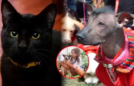 Zonas rurales son las que m�s presencia de mascotas tiene.