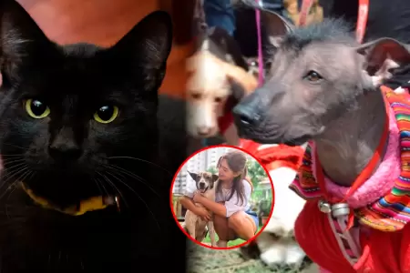 Zonas rurales son las que m�s presencia de mascotas tiene.