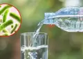 DIGESA alerta por DOS MARCAS de agua de mesa CONTAMINADAS con bacteria: conoce cu�les son