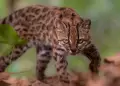 Bolivia: descubren una nueva especie de gato silvestre despu�s de 100 a�os