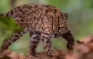 Hallazgo histórico: descubren la primera nueva especie de gato silvestre después de 100 años