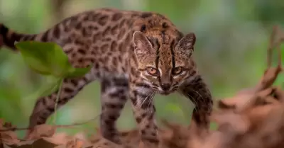 Felino hab�a sido criado como un gato dom�stico.