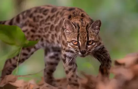 Felino hab�a sido criado como un gato dom�stico.