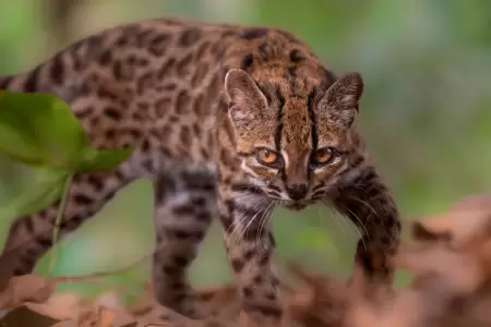 Felino hab�a sido criado como un gato dom�stico.