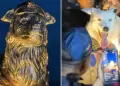 Inauguran estatua de Tsunami en Venezuela: el perro que ayud� a salvar vidas durante devastadores sismos