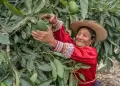MIDAGRI: Per� consolida su liderazgo mundial en palta Hass con 505 mil toneladas exportadas en el primer semestre de 2026