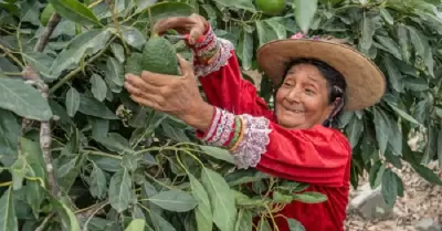 Exportaci�n de palta Hass peruana