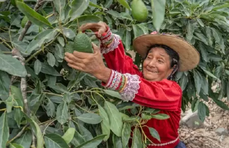 Exportaci�n de palta Hass peruana