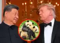 Xi Jinping anuncia ante Donald Trump el env�o de dos pandas gigantes a EE.UU. en un nuevo gesto de diplomacia bilateral