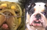 Rescatan a casi 50 animales de un criadero clandestino en San Juan de Miraflores