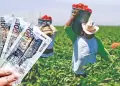 Midagri ofrece SEGURO de hasta S/ 1000 por hect�rea: �qui�nes pueden acceder y qu� cubre?