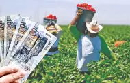 Midagri ofrece SEGURO de hasta S/ 1000 por hectárea: ¿quiénes pueden acceder y qué cubre?