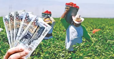 Seguro Agr�cola Catastr�fico del Midagri.