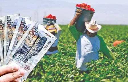 Seguro Agr�cola Catastr�fico del Midagri.