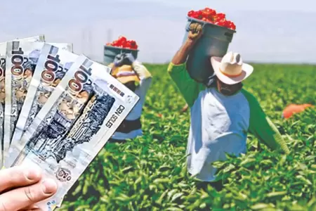 Seguro Agr�cola Catastr�fico del Midagri.