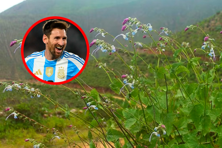 El retirado 10 de Argentina cuenta con diversas especies inspiradas en su nombre.