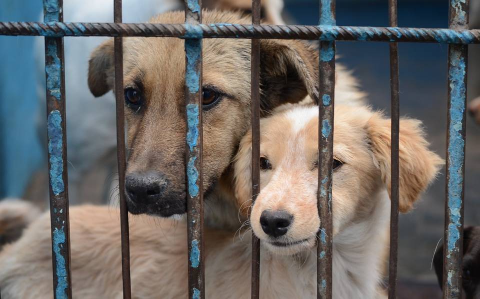 Propuesta legislativa aplicará sanciones más severas para quienes sean responsables de crueldad animal.