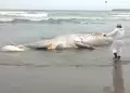 IMARPE registra dos varamientos de ballenas jorobadas en el litoral de Lima y se mantiene su monitoreo