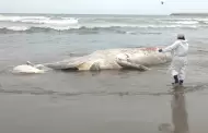 IMARPE registra dos varamientos de ballenas jorobadas en el litoral de Lima y se mantiene su monitoreo