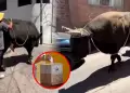 Arequipa: Joven elector acudi� a su centro de votaci�n junto a un toro de m�s de media tonelada