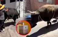 Arequipa: Joven elector acudió a su centro de votación junto a un toro de más de media tonelada
