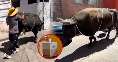 Un toro acudi� a las urnas