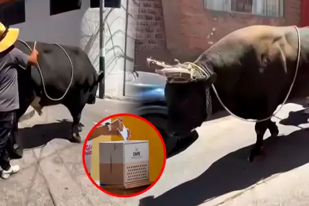 Un toro acudi� a las urnas