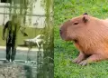Argentina: denuncian por maltrato animal a un hombre que dispar� contra capibaras para ahuyentarlos de su casa
